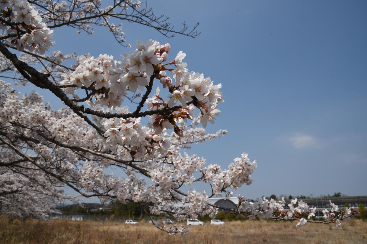 町内の桜「大野駅、大熊中」（2017年4月14日撮影） 写真 8