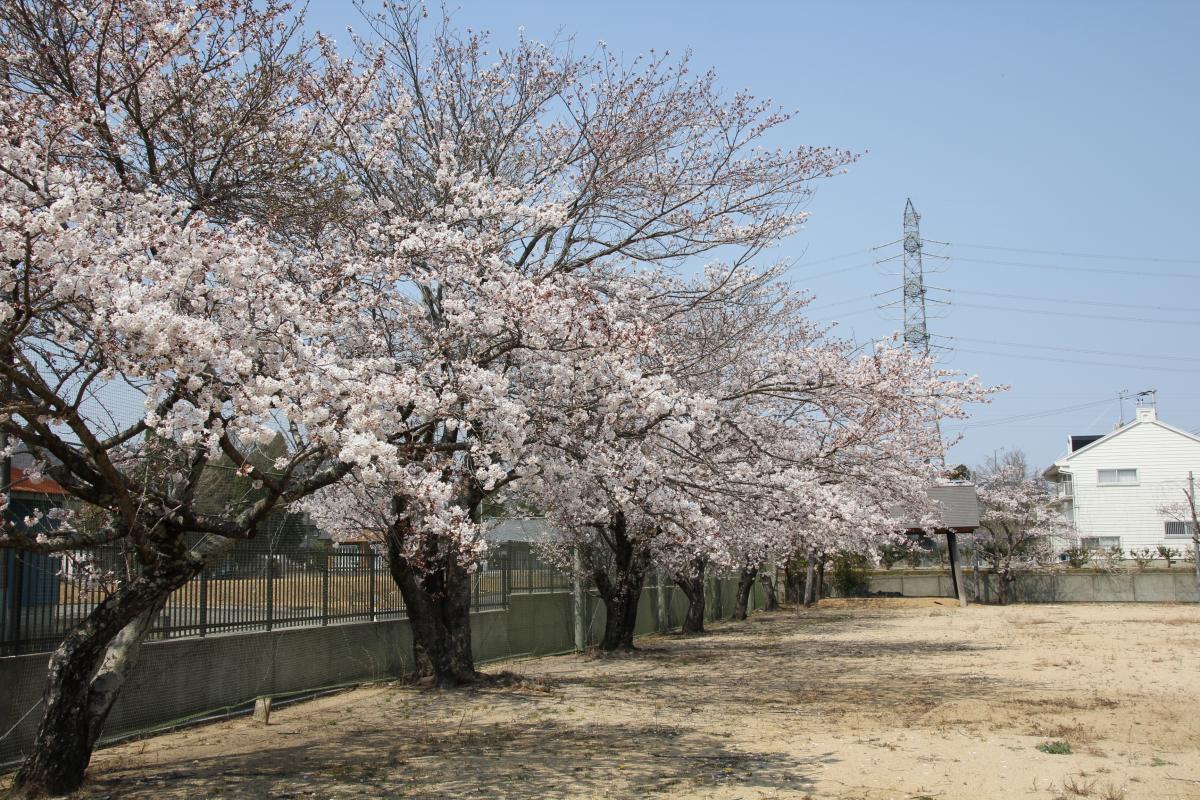 町内の桜「大野幼稚園、大野小学校」（2017年4月14日撮影） 写真 8