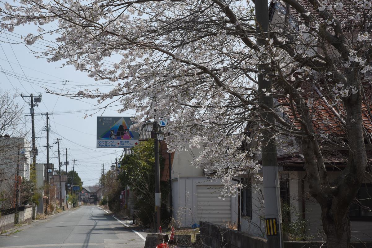 町内の桜「図書館、文化センター」（2017年4月14日撮影） 写真 9