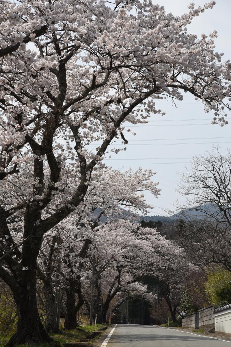 町内の桜「坂下ダム、大川原」（2017年4月14日撮影） 写真 9