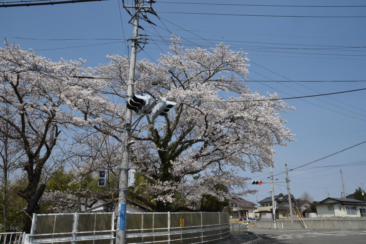 町内の桜「双葉翔陽高校、五差路」（2017年4月14日撮影） 写真 10