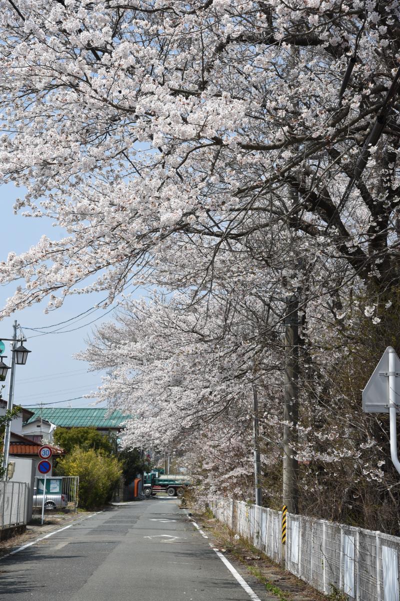 町内の桜「郵便局、原子力センター、旧児童館」（2017年4月14日撮影） 写真 9
