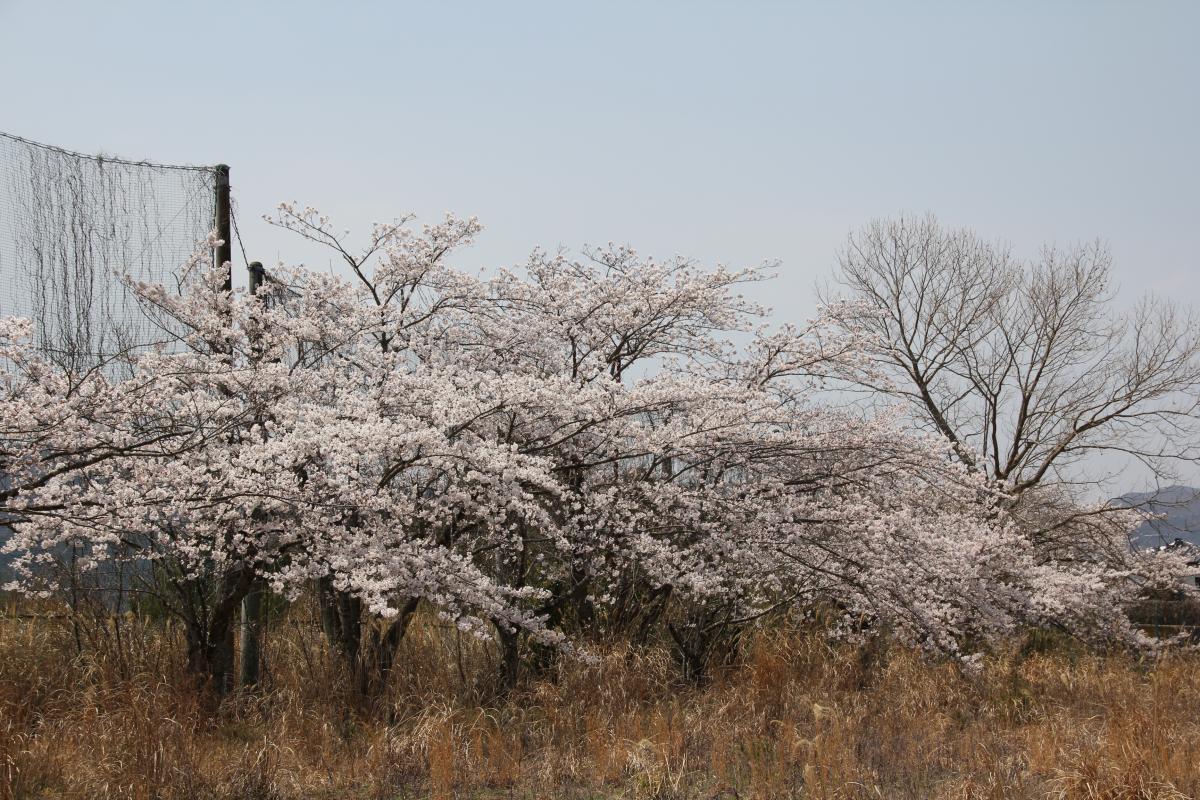 町内の桜「大野駅、大熊中」（2017年4月14日撮影） 写真 9