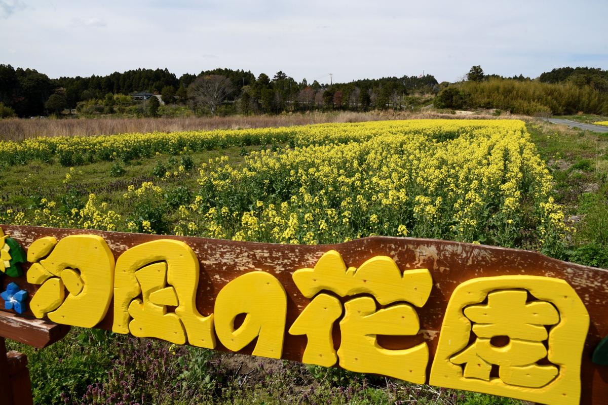 木村紀夫さんの菜の花畑（2017年4月29日撮影） 写真 11