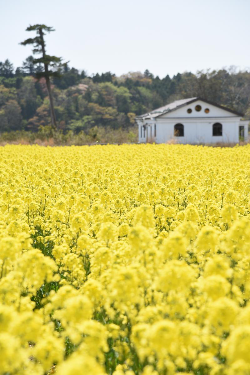 木村紀夫さんの菜の花畑（2017年4月29日撮影） 写真 4