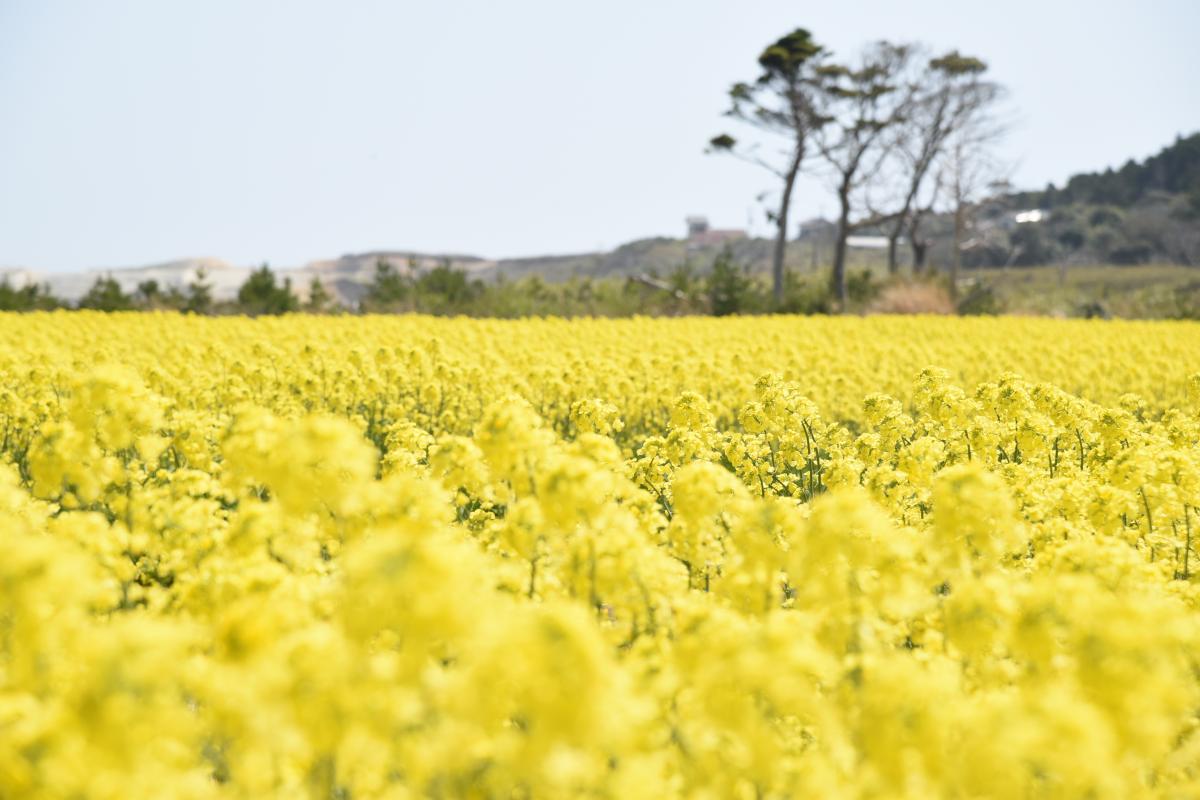 木村紀夫さんの菜の花畑（2017年4月29日撮影） 写真 7