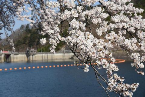 町内の桜「坂下ダム、大川原」（2017年4月14日撮影） 写真 1