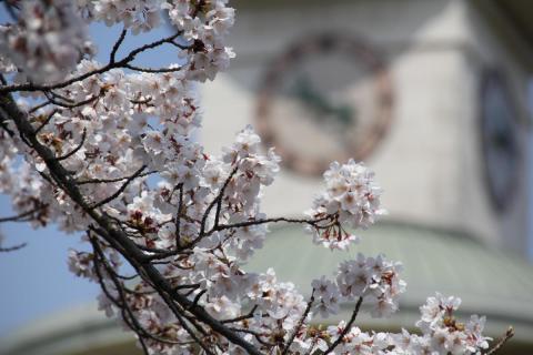 町内の桜「図書館、文化センター」（2017年4月14日撮影） 写真 1