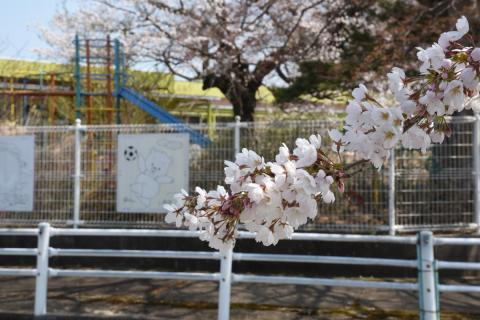 町内の桜「大野幼稚園、大野小学校」（2017年4月14日撮影） 写真 1