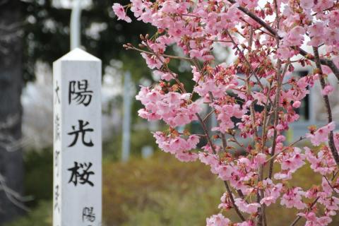 町内の桜「陽光桜、児童公園」（2017年4月14日撮影） 写真 1