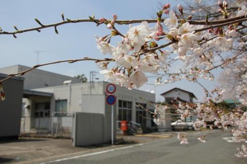 町内の桜「郵便局、原子力センター、旧児童館」（2017年4月14日撮影） 写真 1