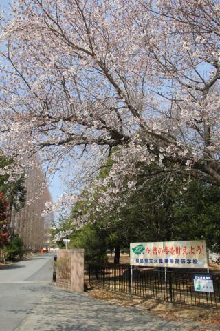 町内の桜「双葉翔陽高校、五差路」（2017年4月14日撮影） 写真 1