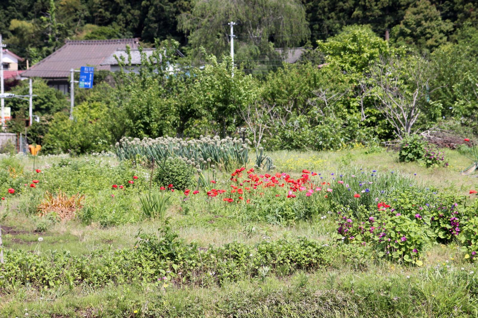 6月の調査立ち入り（2011年06月03日） 写真 2