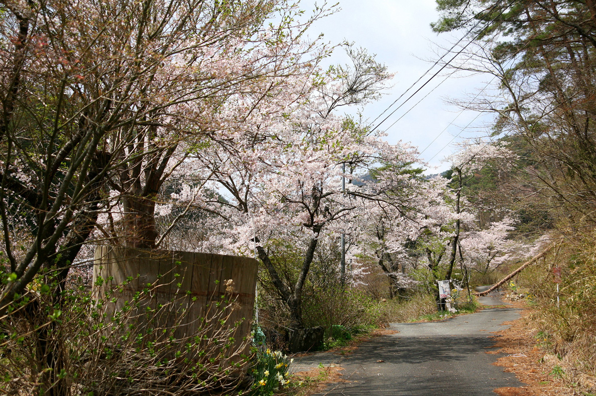 大熊町の桜の様子（2012年） 写真 2