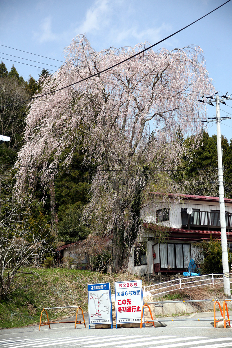 大熊町の桜の様子（2012年） 写真 3
