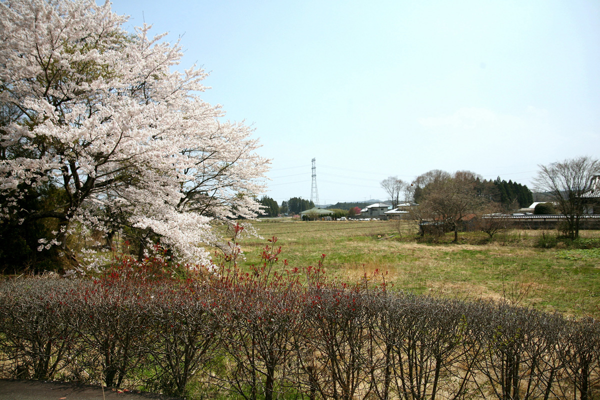 大熊町の桜の様子（2012年） 写真 4