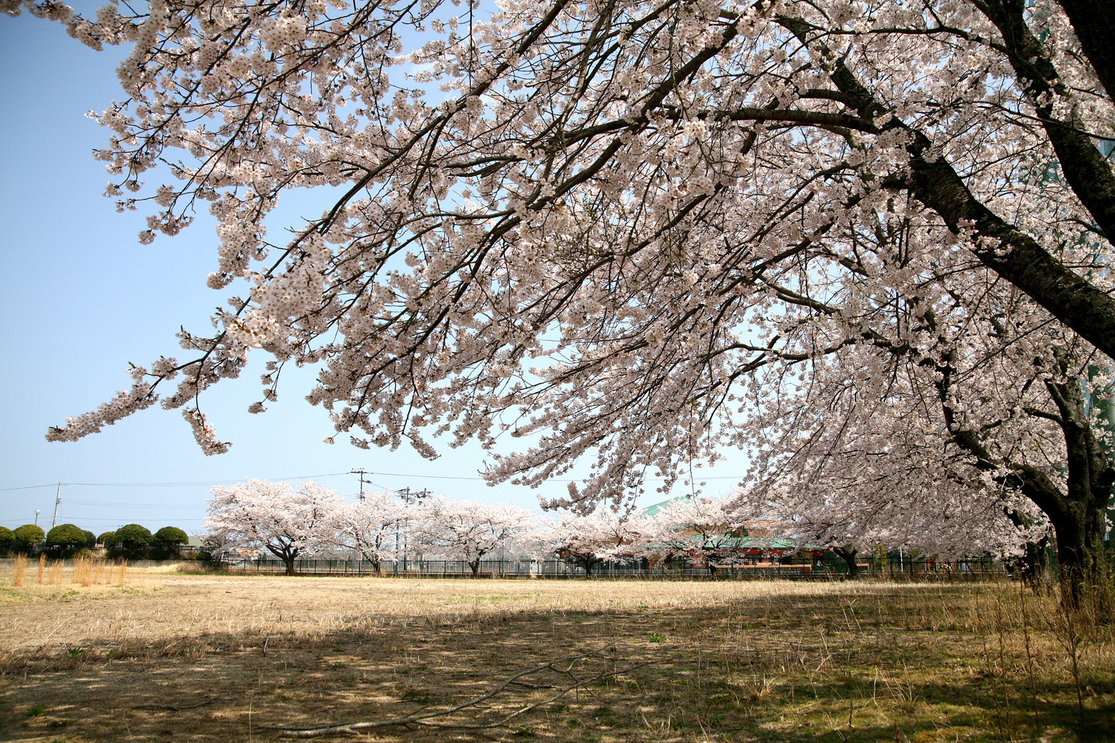 大熊町の桜の様子（2012年） 写真 5