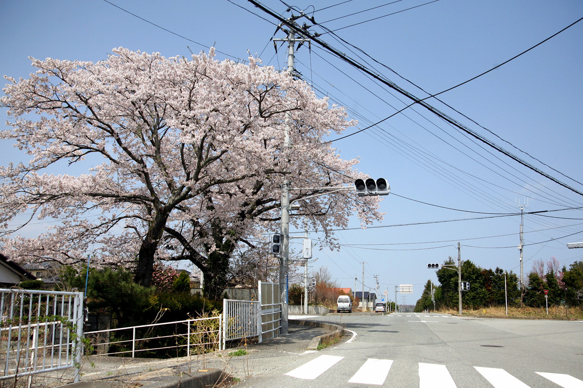 大熊町の桜の様子（2012年） 写真 7