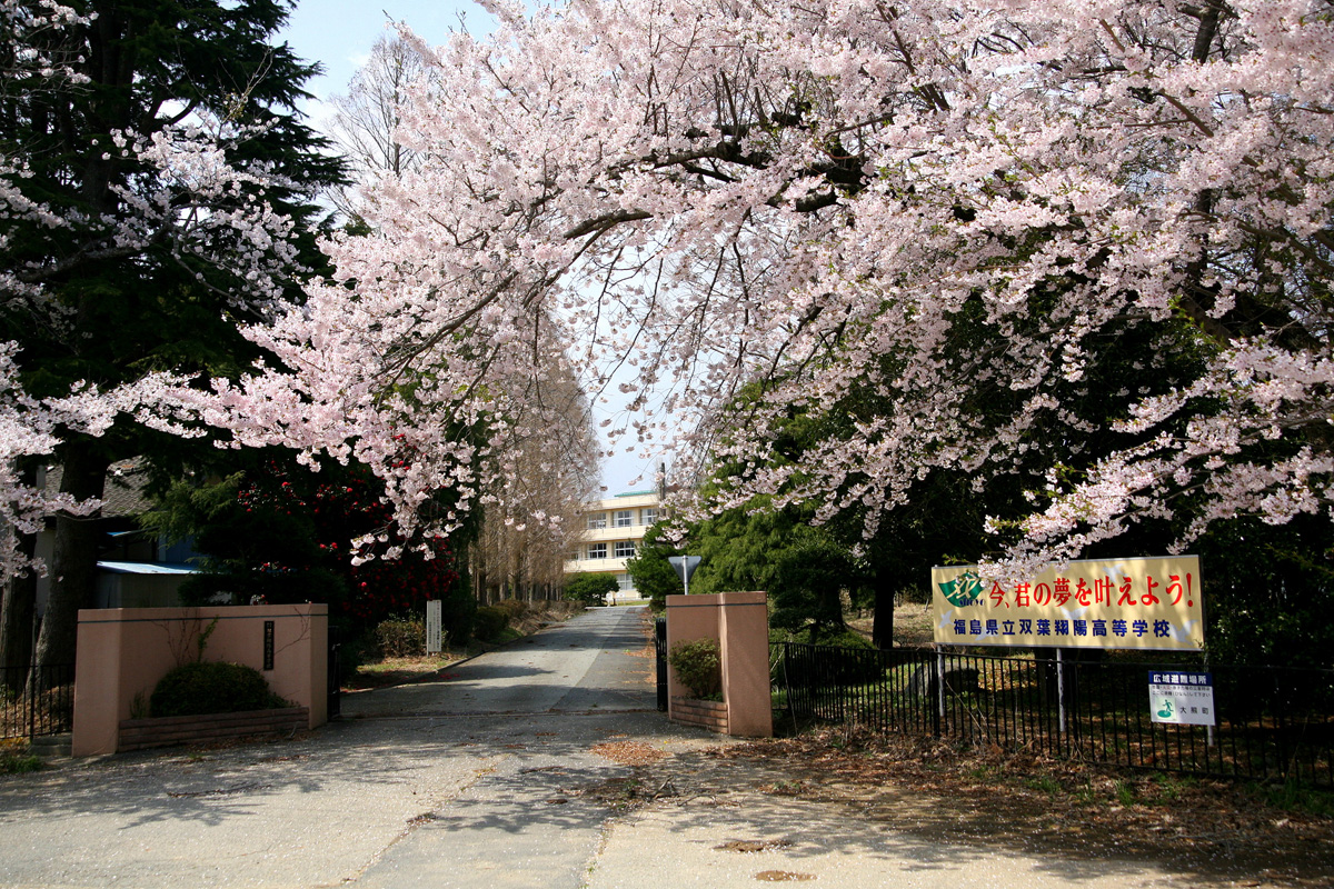 大熊町の桜の様子（2012年） 写真 8