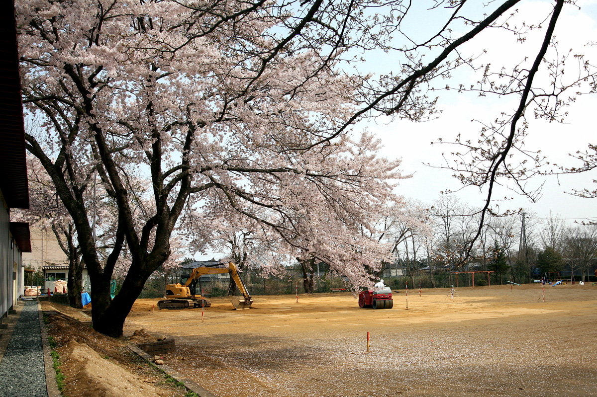 大熊町の桜の様子（2012年） 写真 9