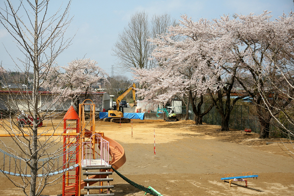 大熊町の桜の様子（2012年） 写真 10