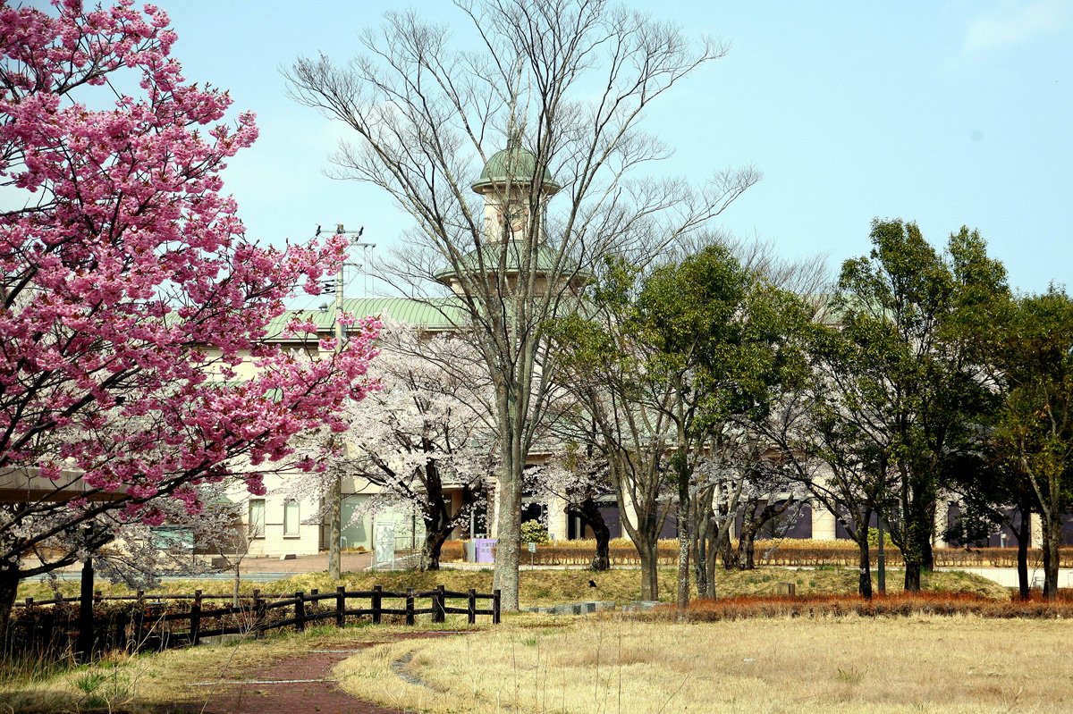 大熊町の桜の様子（2012年） 写真 11