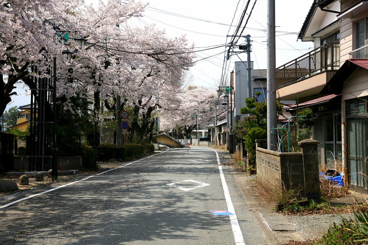 大熊町の桜の様子（2012年） 写真 12