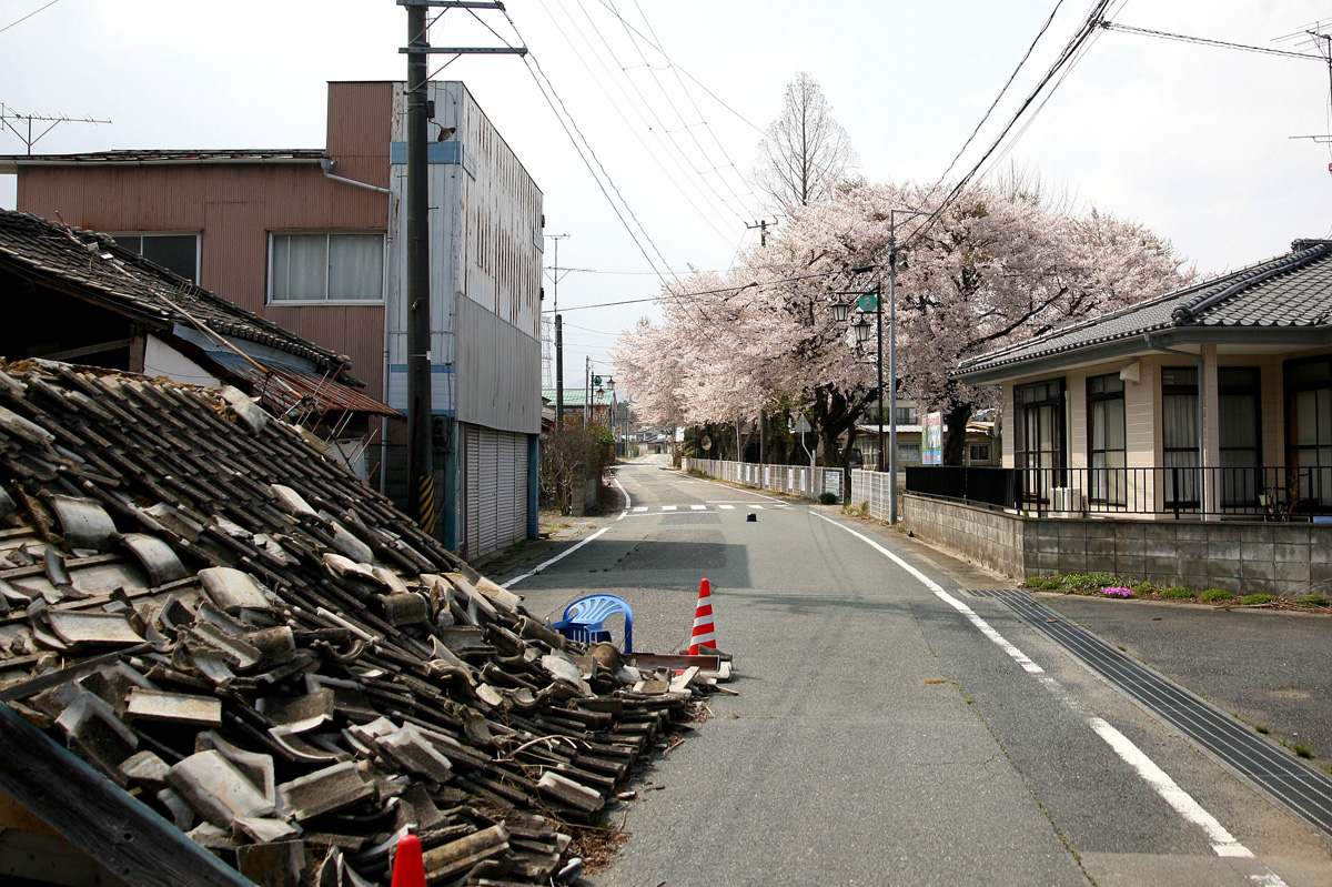 大熊町の桜の様子（2012年） 写真 13