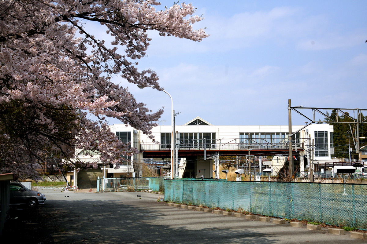 大熊町の桜の様子（2012年） 写真 14