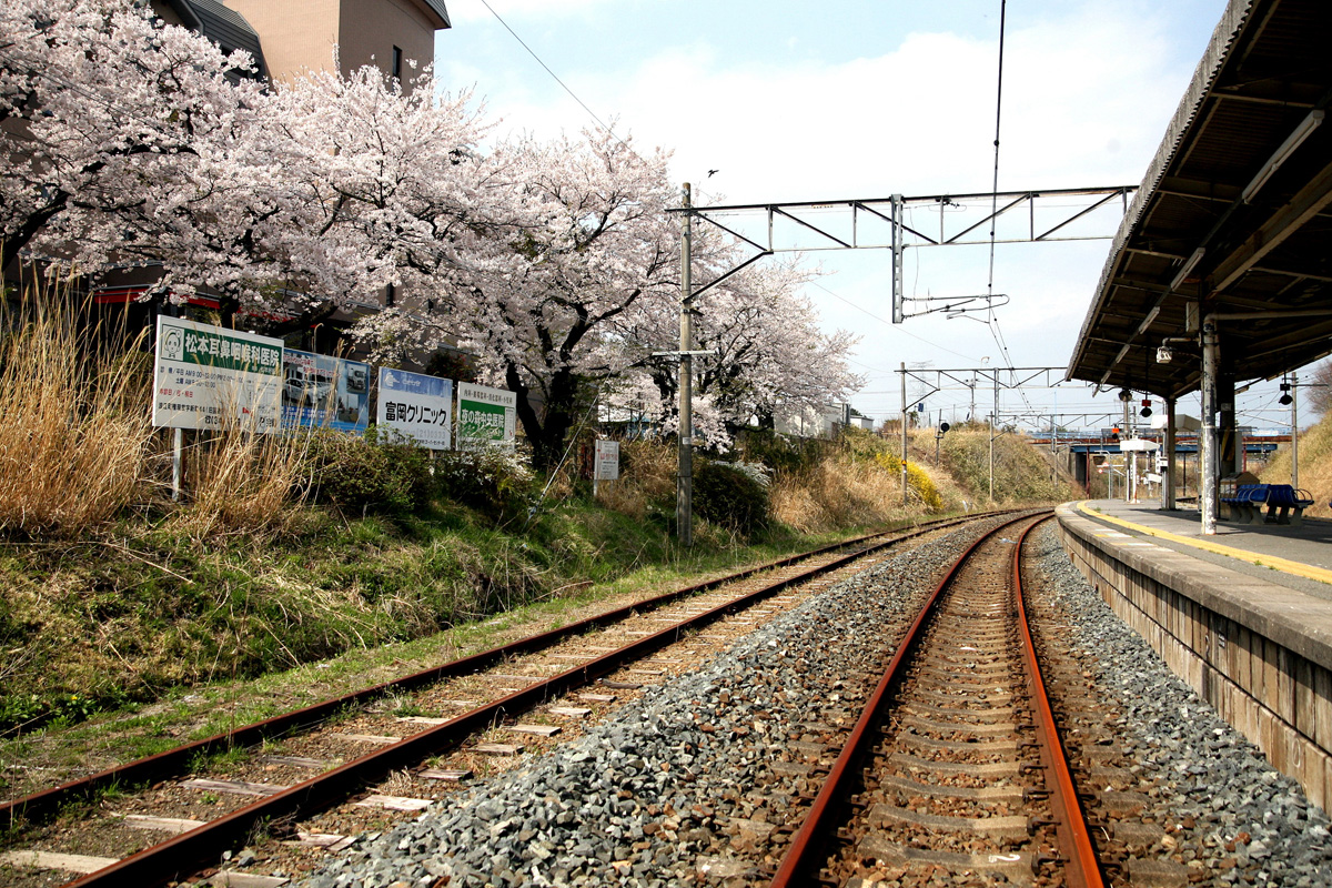 大熊町の桜の様子（2012年） 写真 15