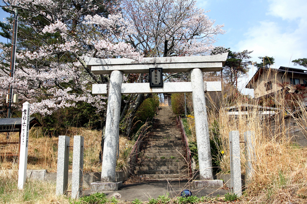 大熊町の桜の様子（2012年） 写真 16