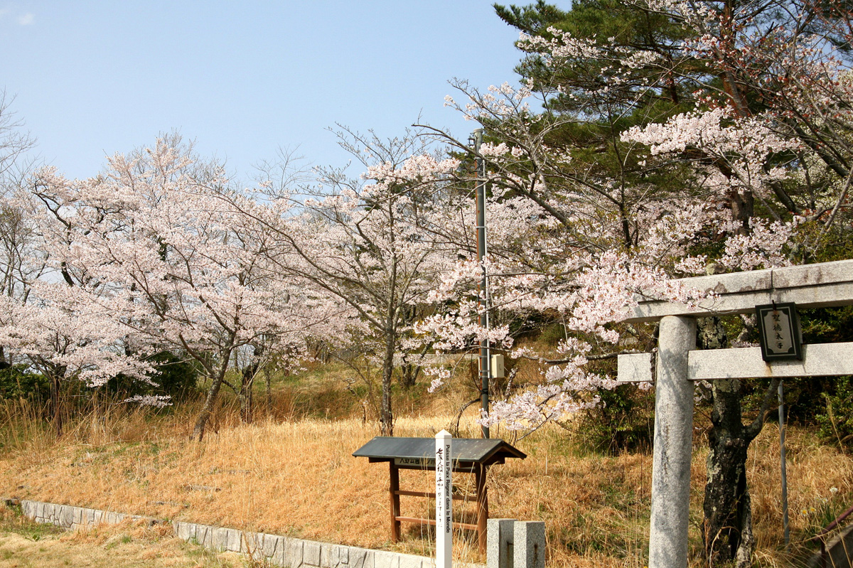 大熊町の桜の様子（2012年） 写真 17