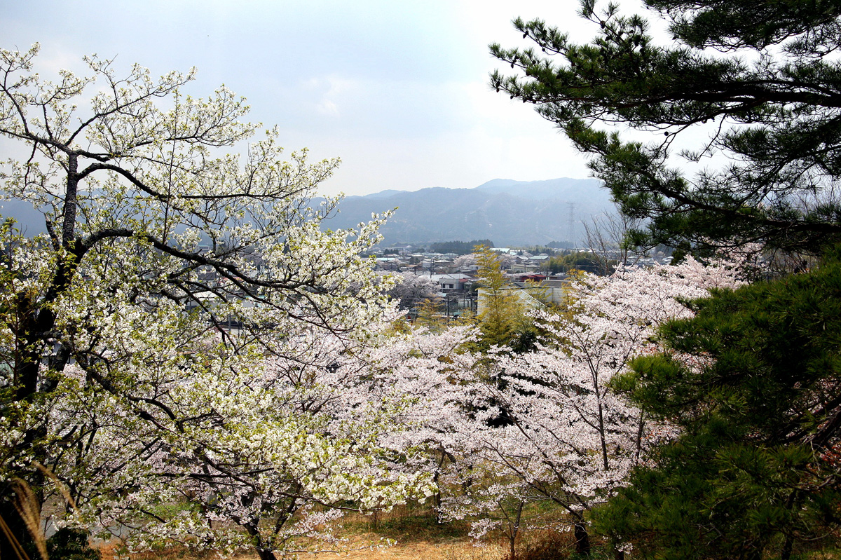 大熊町の桜の様子（2012年） 写真 18