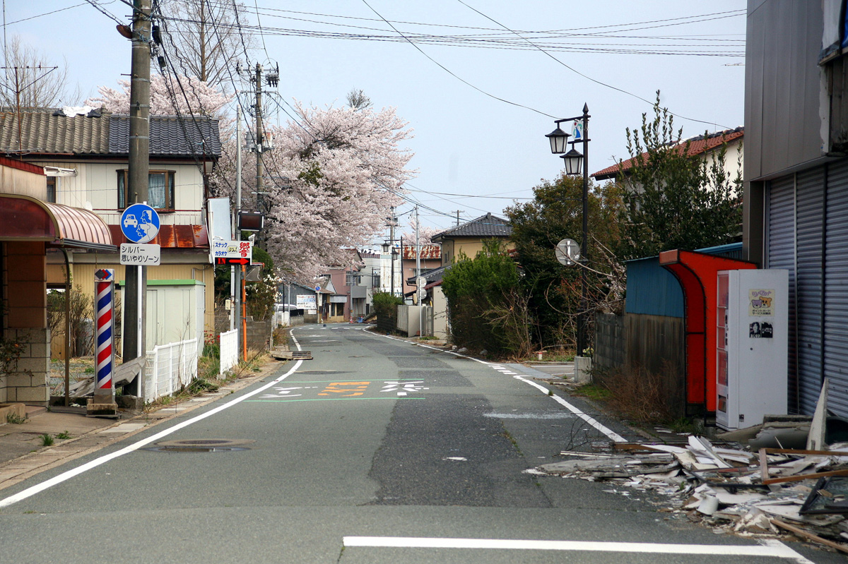 大熊町の桜の様子（2012年） 写真 19