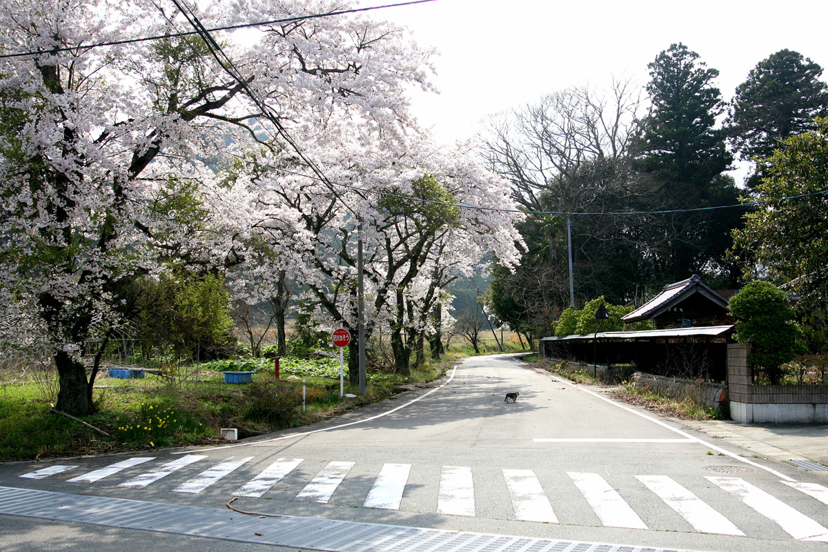 大熊町の桜の様子（2012年） 写真 20