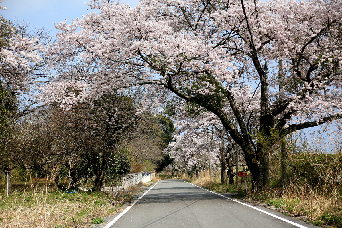 大熊町の桜の様子（2012年） 写真 21