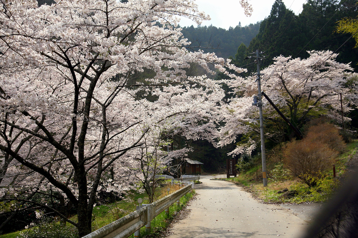 大熊町の桜の様子（2012年） 写真 23