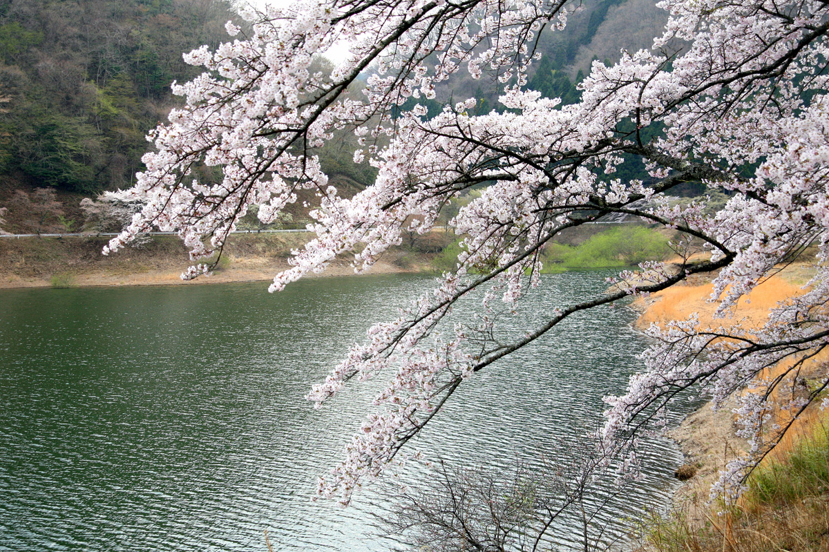 大熊町の桜の様子（2012年） 写真 24