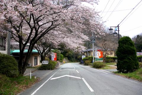 大熊町の桜の様子（2012年） 写真 1