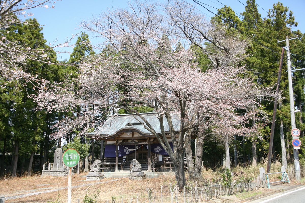 大熊町の桜の様子（2013年） 写真 3