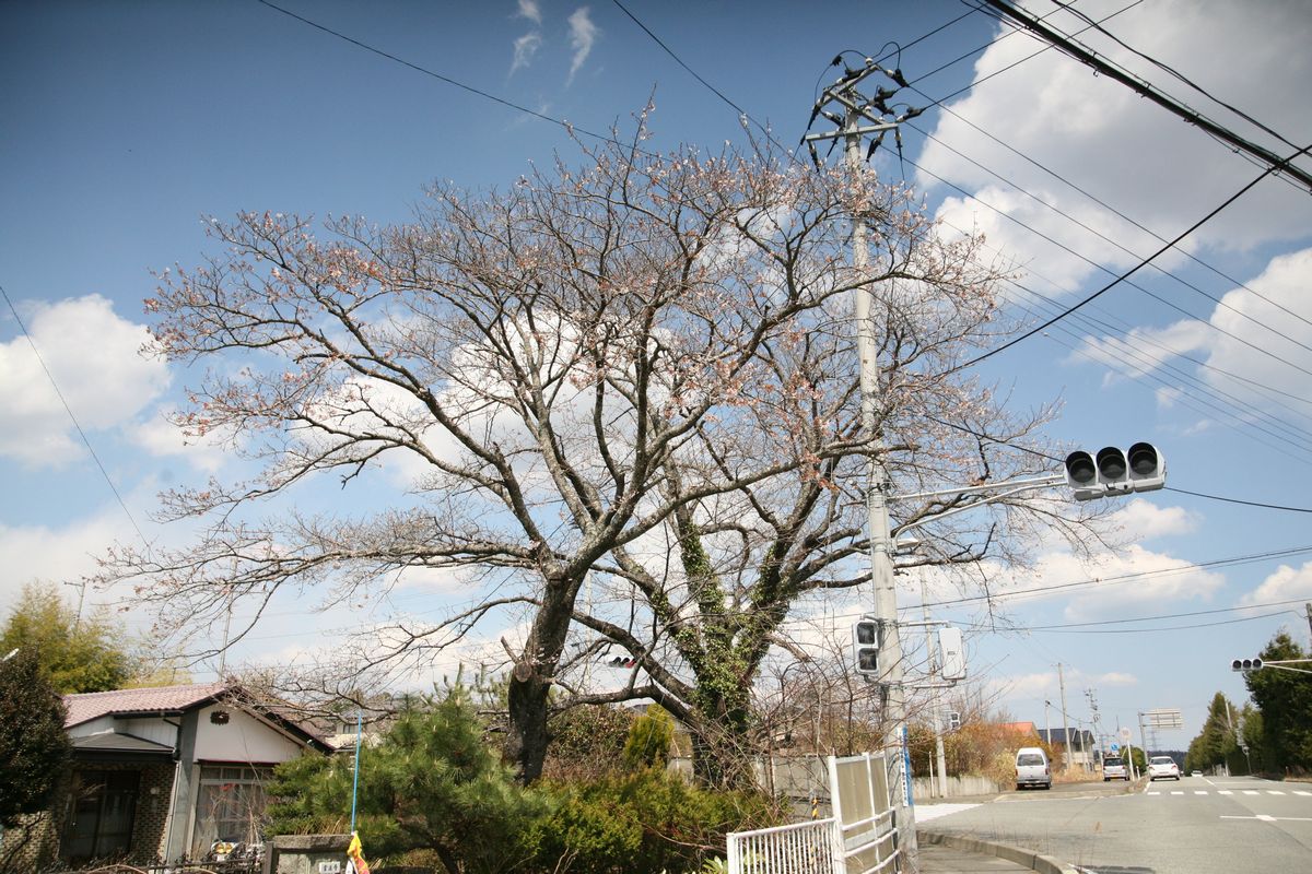 大熊町の桜の様子（2013年） 写真 6