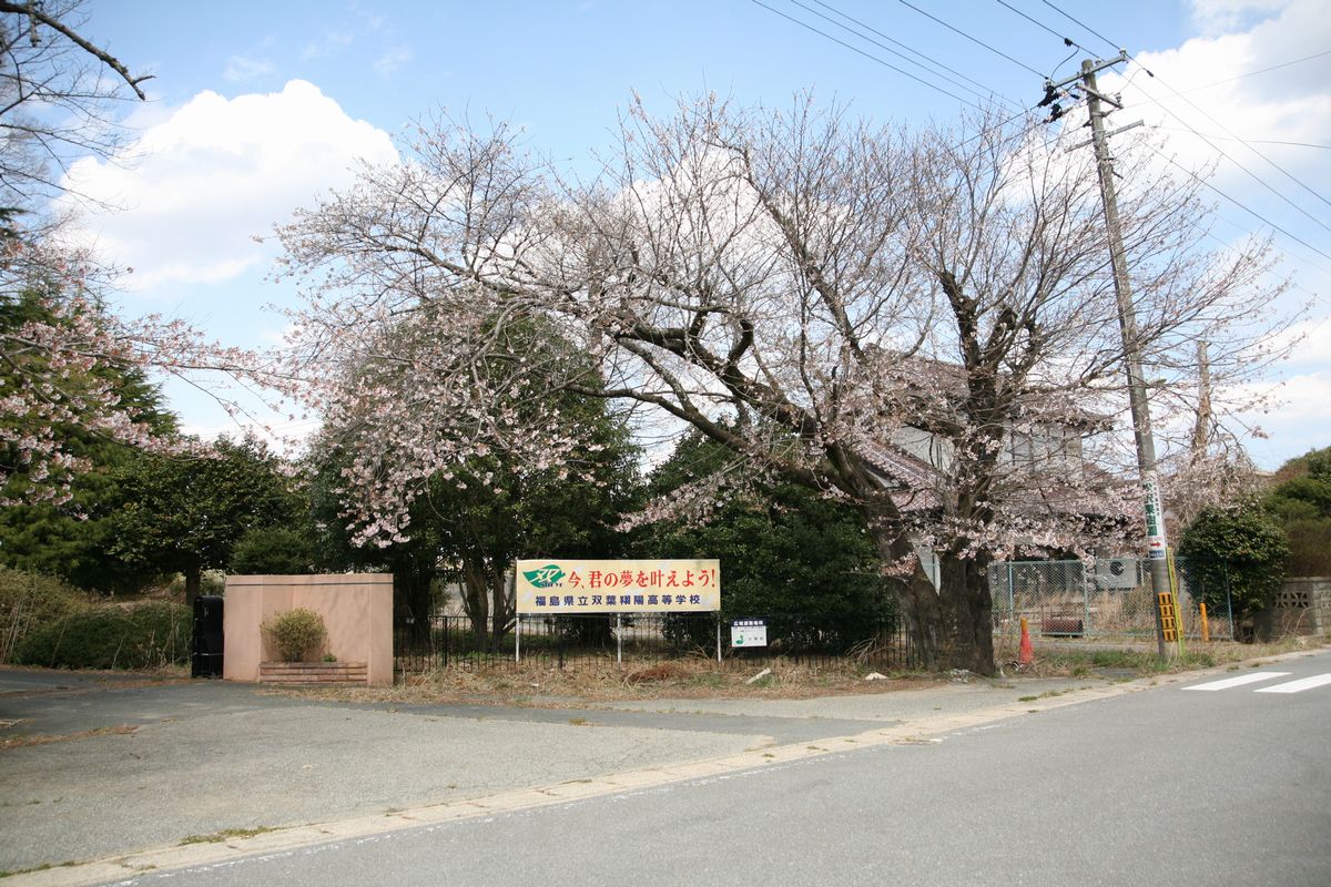 大熊町の桜の様子（2013年） 写真 7
