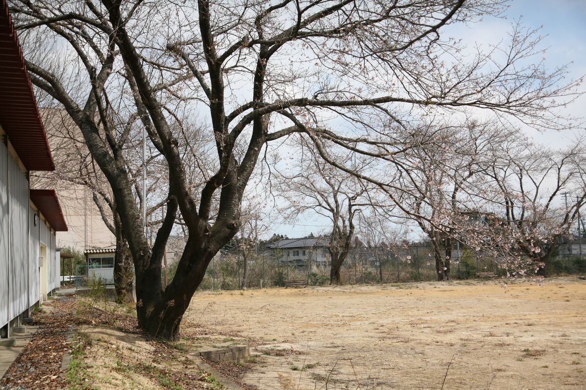 大熊町の桜の様子（2013年） 写真 11