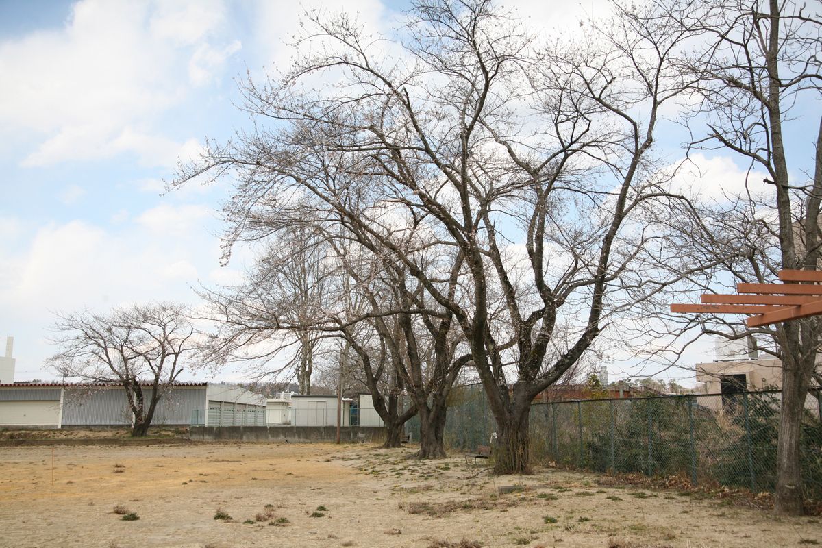 大熊町の桜の様子（2013年） 写真 12