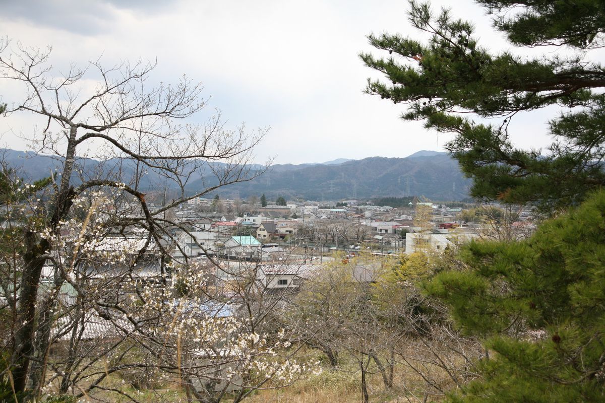 大熊町の桜の様子（2013年） 写真 17