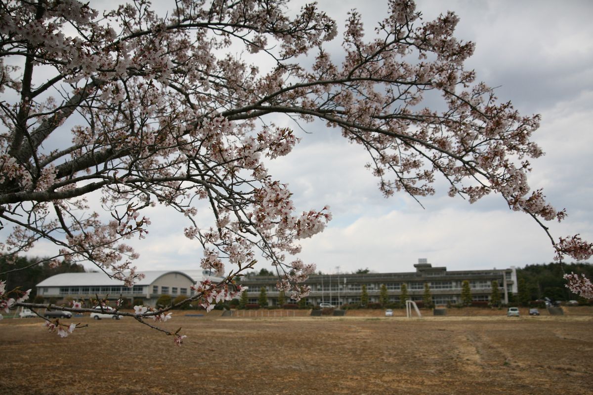 大熊町の桜の様子（2013年） 写真 18