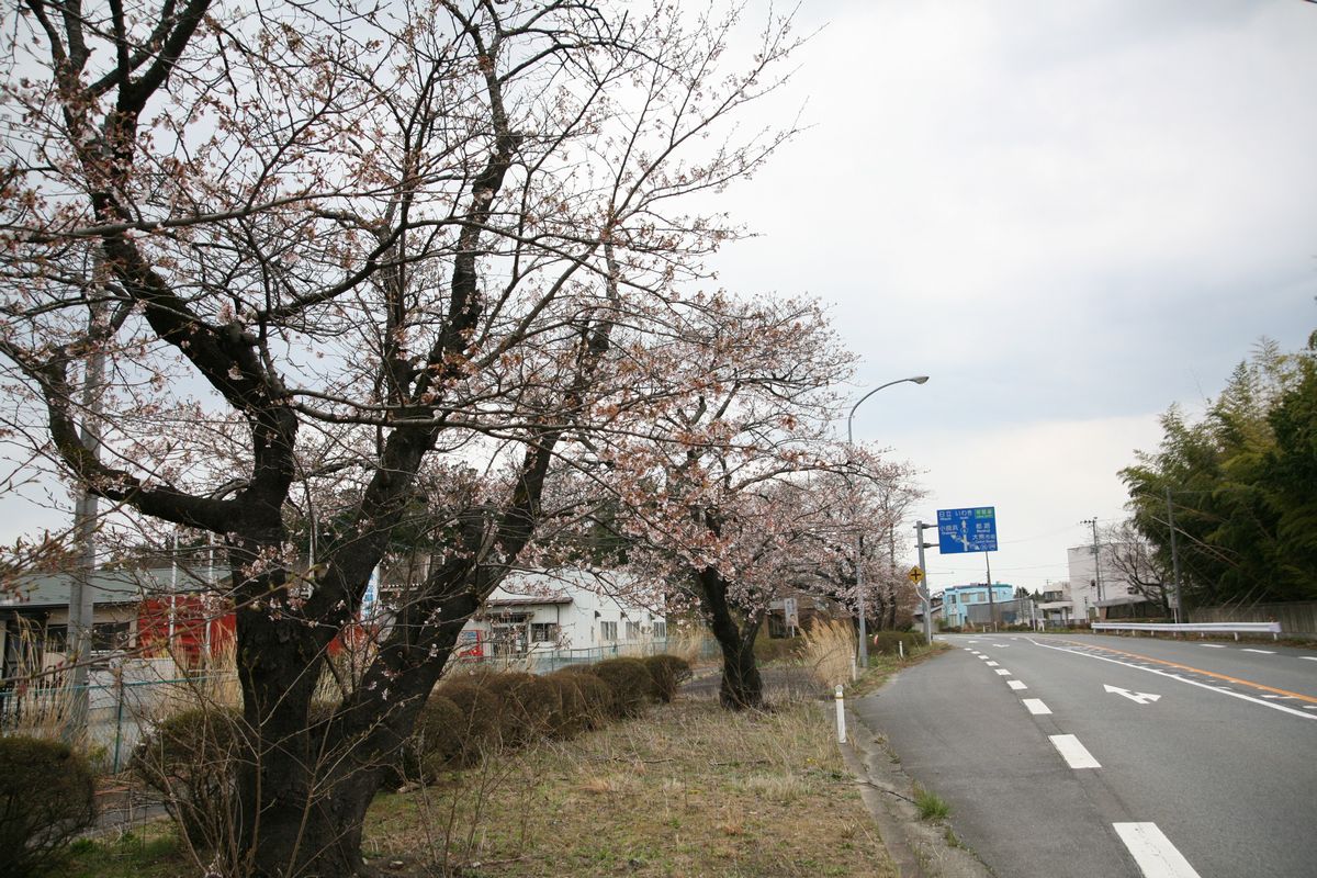 大熊町の桜の様子（2013年） 写真 19