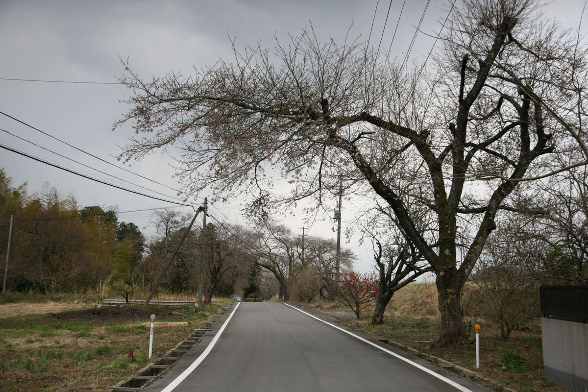 大熊町の桜の様子（2013年） 写真 21