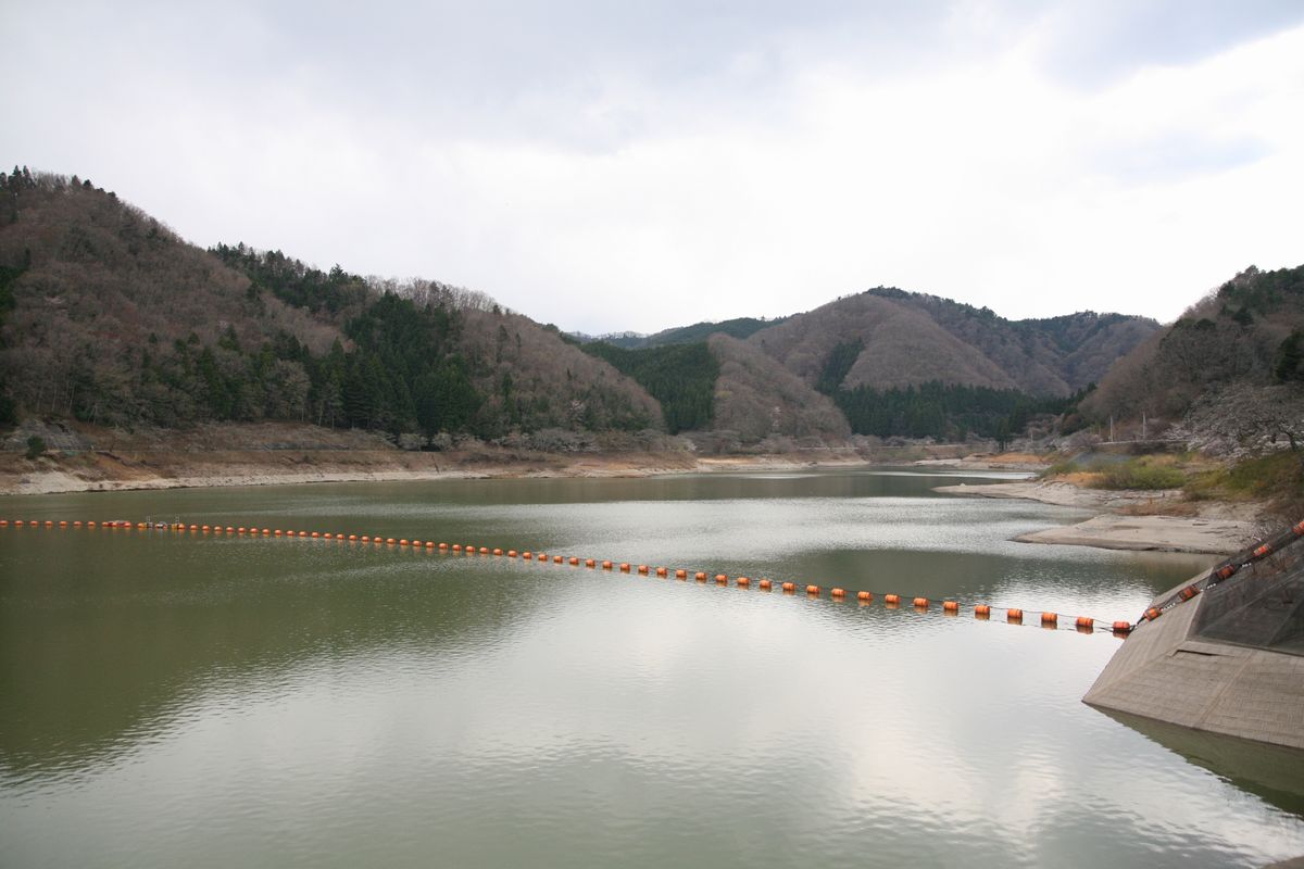 大熊町の桜の様子（2013年） 写真 22