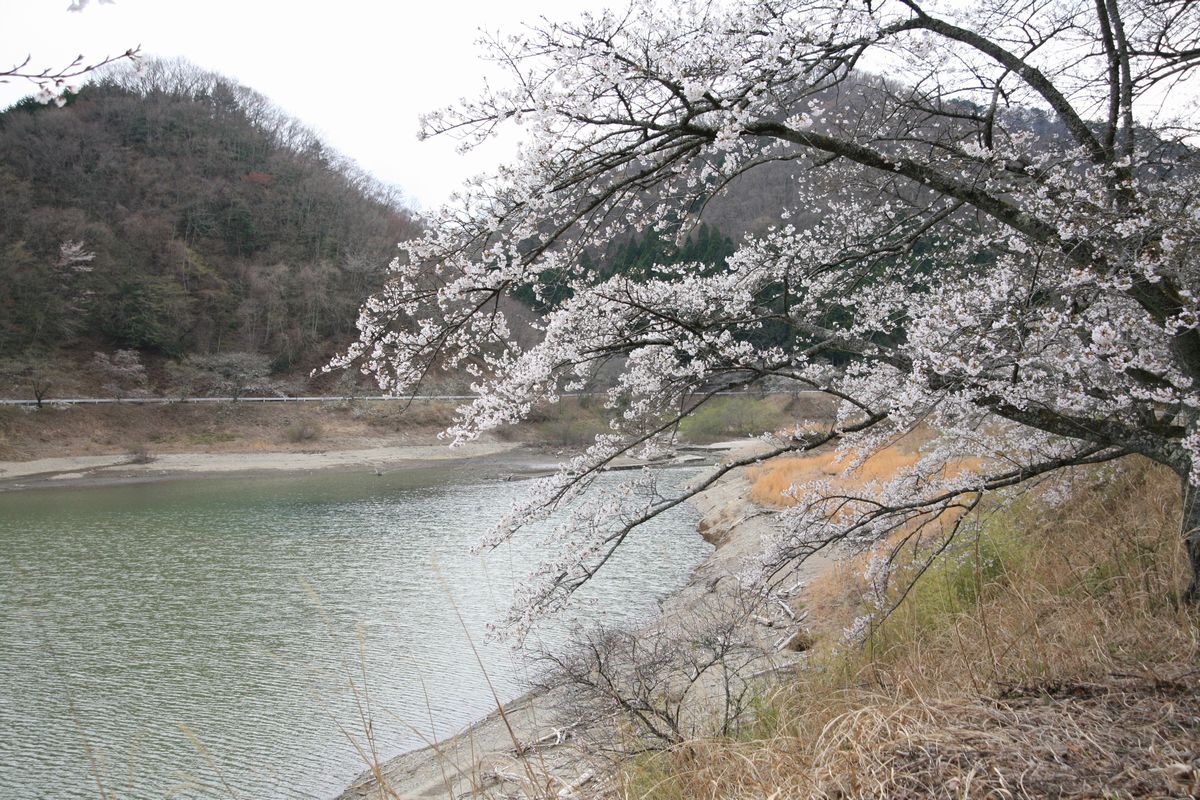 大熊町の桜の様子（2013年） 写真 23